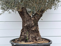 Olijfboom bonsai xl - olea europaea - ca. 80 jaar oud - hoogte ca. 290 cm - afbeelding 11 van  11