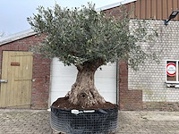 Olijfboom bonsai xxl - olea europaea - 200 jaar oud - hoogte ca. 330 cm