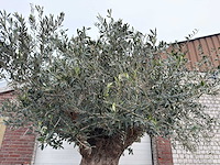Olijfboom bonsai xxl - olea europaea - 200 jaar oud - hoogte ca. 330 cm - afbeelding 1 van  8