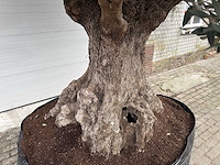 Olijfboom bonsai xxl - olea europaea - 200 jaar oud - hoogte ca. 330 cm - afbeelding 2 van  8