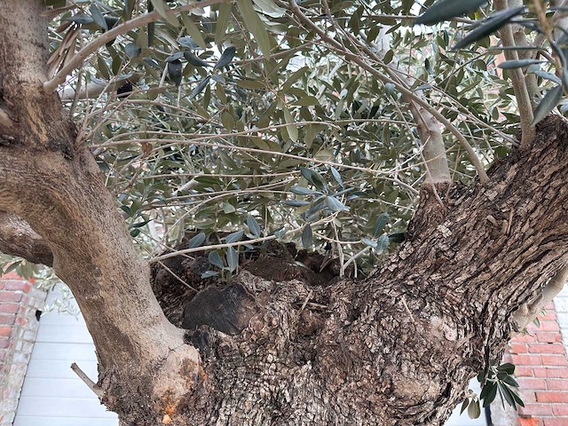 Olijfboom bonsai xxl - olea europaea - 200 jaar oud - hoogte ca. 330 cm - afbeelding 3 van  8
