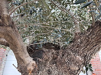 Olijfboom bonsai xxl - olea europaea - 200 jaar oud - hoogte ca. 330 cm - afbeelding 3 van  8