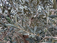 Olijfboom bonsai xxl - olea europaea - 200 jaar oud - hoogte ca. 330 cm - afbeelding 4 van  8