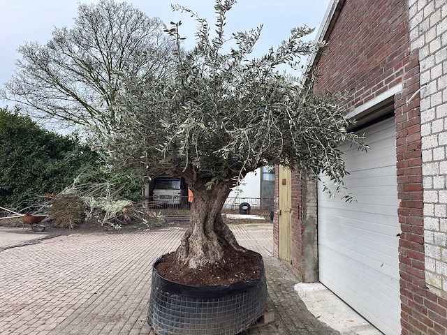 Olijfboom bonsai xxl - olea europaea - 200 jaar oud - hoogte ca. 330 cm - afbeelding 5 van  8