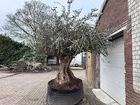 Olijfboom bonsai xxl - olea europaea - 200 jaar oud - hoogte ca. 330 cm - afbeelding 5 van  8