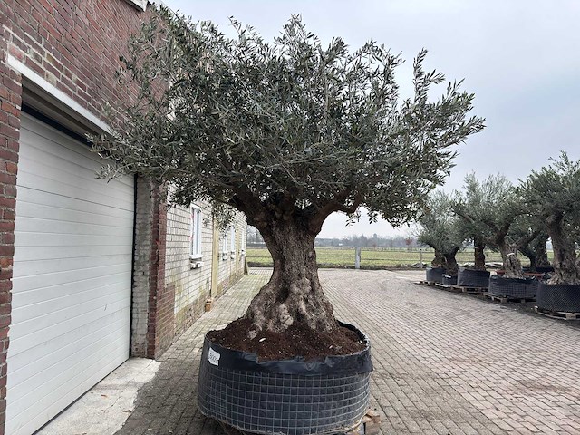 Olijfboom bonsai xxl - olea europaea - 200 jaar oud - hoogte ca. 330 cm - afbeelding 6 van  8