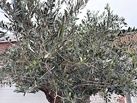 Olijfboom bonsai xxl - olea europaea - 200 jaar oud - hoogte ca. 330 cm - afbeelding 7 van  8