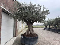 Olijfboom bonsai xxl - olea europaea - 200 jaar oud - hoogte ca. 330 cm - afbeelding 5 van  5