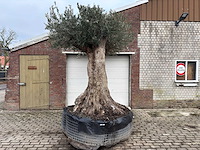 Olijfboom bonsai xxl - olea europaea - 200 jaar oud - hoogte ca. 330 cm - afbeelding 1 van  6