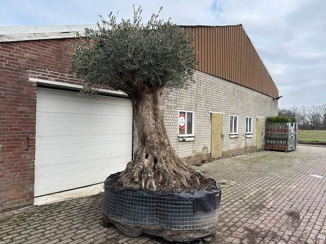 Olijfboom bonsai xxl - olea europaea - 200 jaar oud - hoogte ca. 330 cm - afbeelding 2 van  6