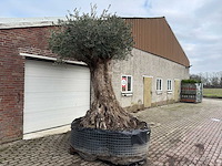 Olijfboom bonsai xxl - olea europaea - 200 jaar oud - hoogte ca. 330 cm - afbeelding 2 van  6