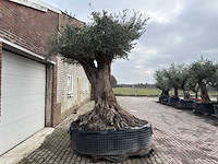 Olijfboom bonsai xxl - olea europaea - 200 jaar oud - hoogte ca. 330 cm - afbeelding 3 van  6