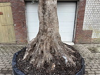 Olijfboom bonsai xxl - olea europaea - 200 jaar oud - hoogte ca. 330 cm - afbeelding 4 van  6
