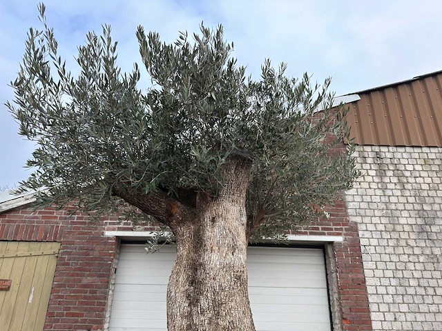 Olijfboom bonsai xxl - olea europaea - 200 jaar oud - hoogte ca. 330 cm - afbeelding 5 van  6