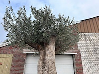 Olijfboom bonsai xxl - olea europaea - 200 jaar oud - hoogte ca. 330 cm - afbeelding 5 van  6