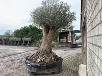 Olijfboom bonsai xxl - olea europaea - 200 jaar oud - hoogte ca. 330 cm - afbeelding 6 van  6