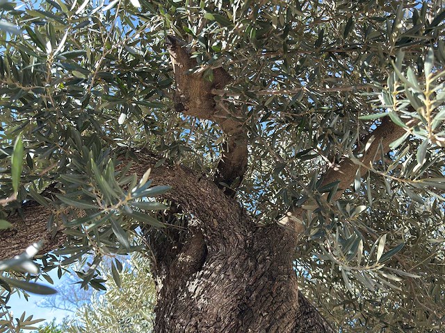 Olijfboom bonsai xxl - olea europaea - 200 jaar oud - hoogte ca. 330 cm - afbeelding 4 van  10