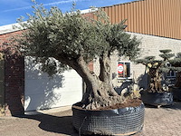 Olijfboom bonsai xxl - olea europaea - 200 jaar oud - hoogte ca. 330 cm - afbeelding 6 van  10