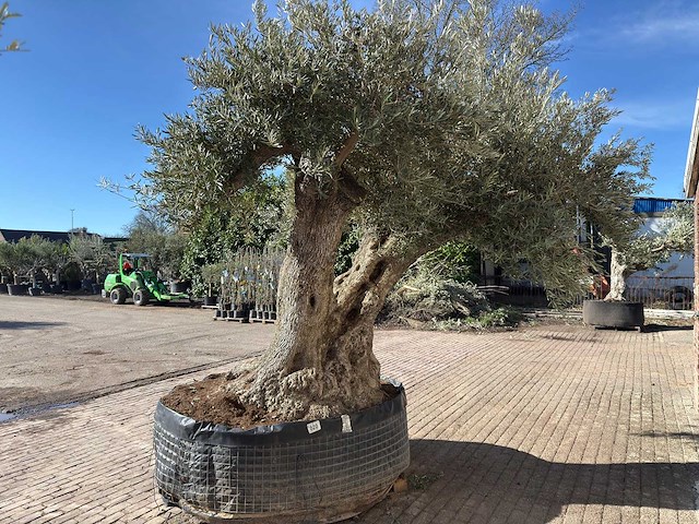 Olijfboom bonsai xxl - olea europaea - 200 jaar oud - hoogte ca. 330 cm - afbeelding 8 van  10
