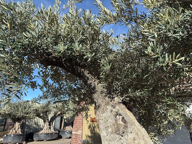 Olijfboom bonsai xxl - olea europaea - 200 jaar oud - hoogte ca. 330 cm - afbeelding 9 van  10