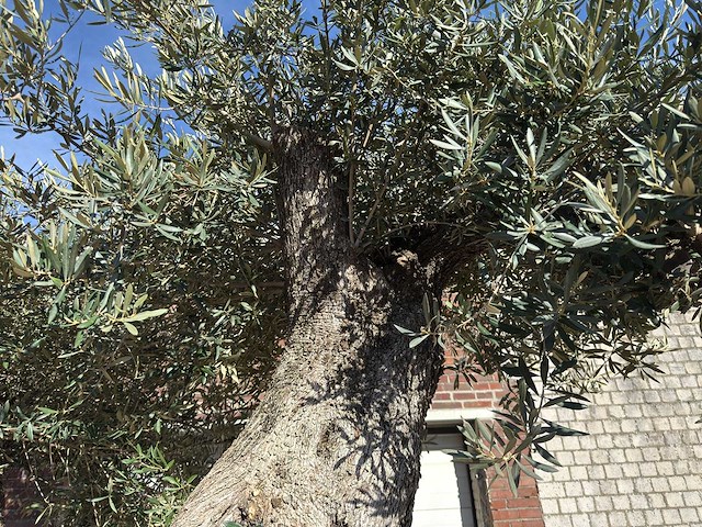 Olijfboom bonsai xxl - olea europaea - 200 jaar oud - hoogte ca. 330 cm - afbeelding 10 van  10