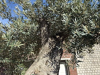 Olijfboom bonsai xxl - olea europaea - 200 jaar oud - hoogte ca. 330 cm - afbeelding 10 van  10