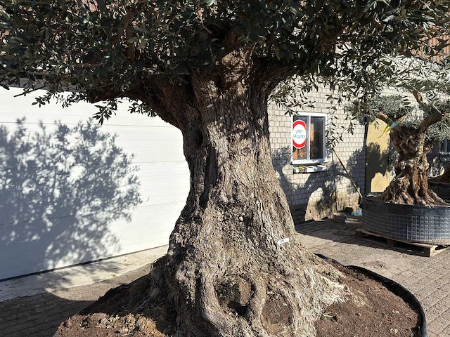 Olijfboom bonsai xxl - olea europaea - 200 jaar oud - hoogte ca. 330 cm - afbeelding 2 van  16