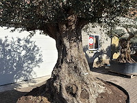 Olijfboom bonsai xxl - olea europaea - 200 jaar oud - hoogte ca. 330 cm - afbeelding 2 van  16