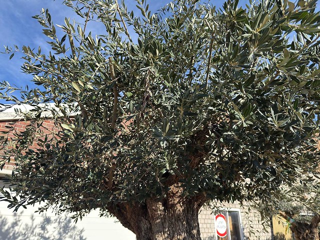 Olijfboom bonsai xxl - olea europaea - 200 jaar oud - hoogte ca. 330 cm - afbeelding 3 van  16