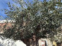 Olijfboom bonsai xxl - olea europaea - 200 jaar oud - hoogte ca. 330 cm - afbeelding 3 van  16