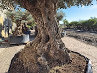 Olijfboom bonsai xxl - olea europaea - 200 jaar oud - hoogte ca. 330 cm - afbeelding 4 van  16
