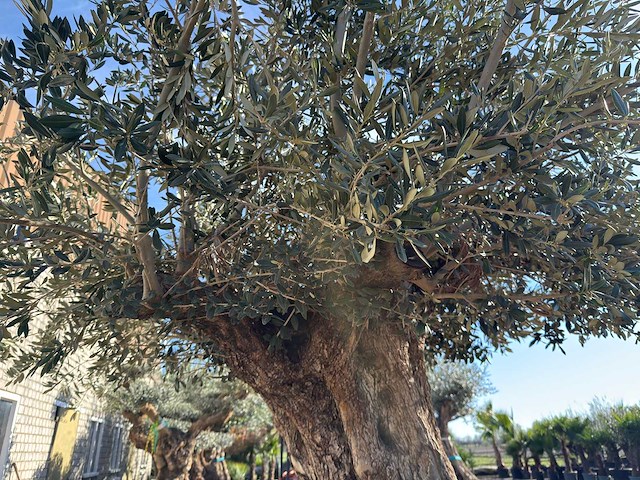 Olijfboom bonsai xxl - olea europaea - 200 jaar oud - hoogte ca. 330 cm - afbeelding 5 van  16