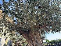 Olijfboom bonsai xxl - olea europaea - 200 jaar oud - hoogte ca. 330 cm - afbeelding 5 van  16