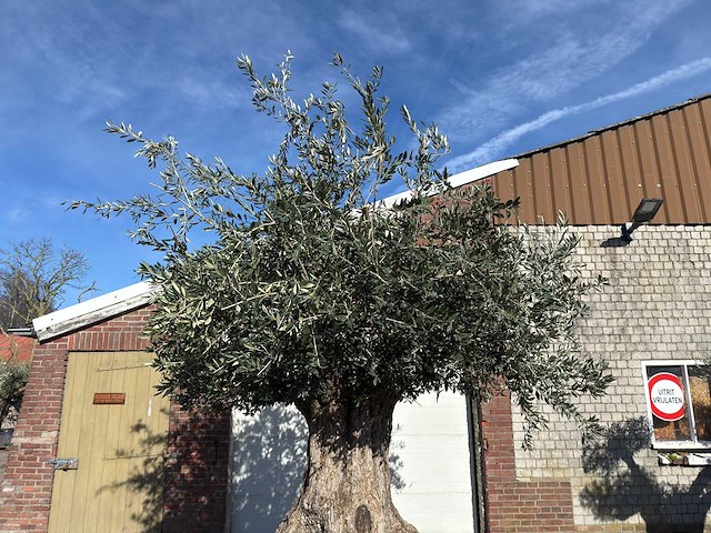 Olijfboom bonsai xxl - olea europaea - 200 jaar oud - hoogte ca. 330 cm - afbeelding 6 van  16