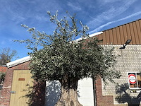 Olijfboom bonsai xxl - olea europaea - 200 jaar oud - hoogte ca. 330 cm - afbeelding 6 van  16