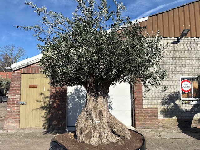 Olijfboom bonsai xxl - olea europaea - 200 jaar oud - hoogte ca. 330 cm - afbeelding 7 van  16