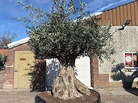 Olijfboom bonsai xxl - olea europaea - 200 jaar oud - hoogte ca. 330 cm - afbeelding 7 van  16