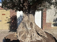 Olijfboom bonsai xxl - olea europaea - 200 jaar oud - hoogte ca. 330 cm - afbeelding 8 van  16