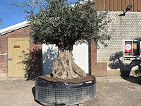 Olijfboom bonsai xxl - olea europaea - 200 jaar oud - hoogte ca. 330 cm - afbeelding 1 van  16