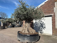 Olijfboom bonsai xxl - olea europaea - 200 jaar oud - hoogte ca. 330 cm - afbeelding 9 van  16