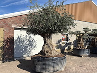 Olijfboom bonsai xxl - olea europaea - 200 jaar oud - hoogte ca. 330 cm - afbeelding 10 van  16