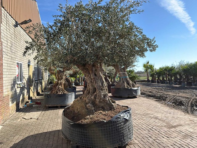 Olijfboom bonsai xxl - olea europaea - 200 jaar oud - hoogte ca. 330 cm - afbeelding 11 van  16