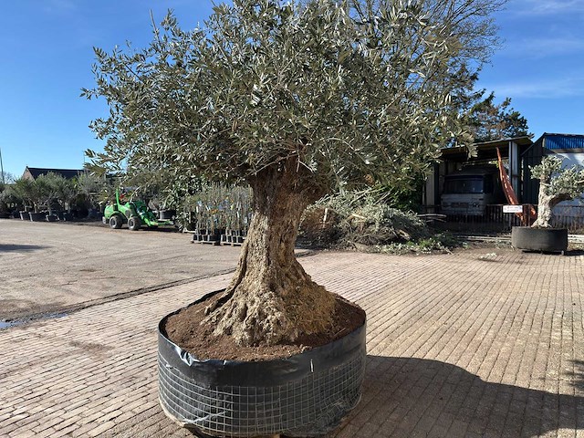 Olijfboom bonsai xxl - olea europaea - 200 jaar oud - hoogte ca. 330 cm - afbeelding 12 van  16