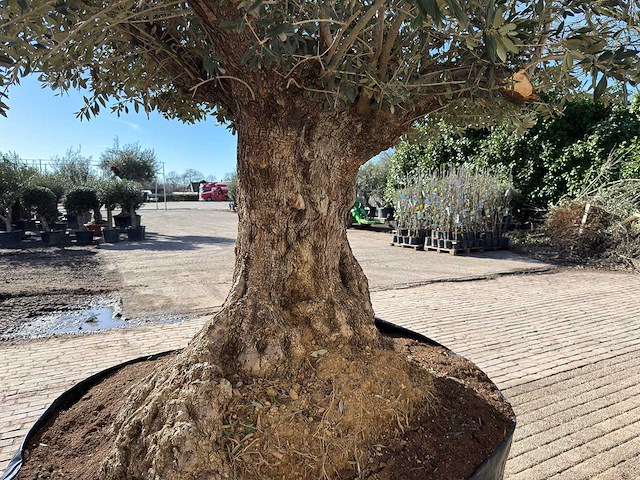 Olijfboom bonsai xxl - olea europaea - 200 jaar oud - hoogte ca. 330 cm - afbeelding 13 van  16