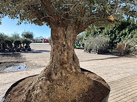Olijfboom bonsai xxl - olea europaea - 200 jaar oud - hoogte ca. 330 cm - afbeelding 13 van  16