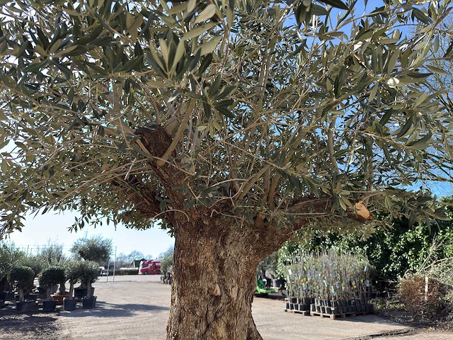 Olijfboom bonsai xxl - olea europaea - 200 jaar oud - hoogte ca. 330 cm - afbeelding 14 van  16