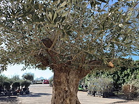 Olijfboom bonsai xxl - olea europaea - 200 jaar oud - hoogte ca. 330 cm - afbeelding 14 van  16
