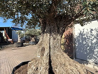 Olijfboom bonsai xxl - olea europaea - 200 jaar oud - hoogte ca. 330 cm - afbeelding 15 van  16