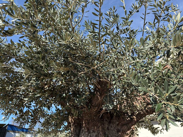 Olijfboom bonsai xxl - olea europaea - 200 jaar oud - hoogte ca. 330 cm - afbeelding 16 van  16