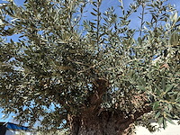 Olijfboom bonsai xxl - olea europaea - 200 jaar oud - hoogte ca. 330 cm - afbeelding 16 van  16